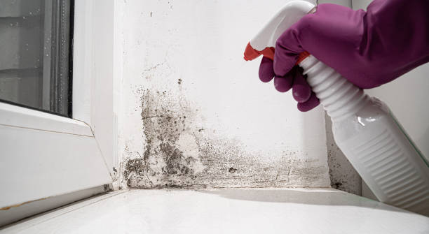 Best Local water damage restoration  in Lake Dallas, TX